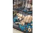 Adopt Madea a Boxer / Beagle dog in Aurora, IN (38944745)