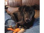 Adopt Wilma a Black Labrador Retriever dog in Gilbertsville, PA (39005611)
