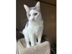 Adopt Luigi a White (Mostly) Domestic Shorthair (short coat) cat in Papillion