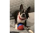 Adopt Peppy Hare ky3990 a Black - with White Boston Terrier / Mixed dog in