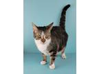 Adopt Cleo a Brown Tabby Domestic Shorthair / Mixed (short coat) cat in