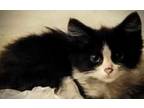Adopt Millie Mae a Black & White or Tuxedo Domestic Longhair (long coat) cat in