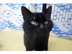 Adopt Monroe a Domestic Shorthair / Mixed cat in Escondido, CA (39041133)