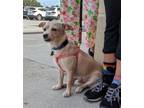 Adopt Nash a Tan/Yellow/Fawn - with White Mixed Breed (Small) / Mixed dog in