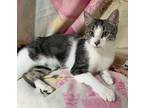 Adopt 6292 - JEMMA -LD a Gray, Blue or Silver Tabby Domestic Shorthair / Mixed