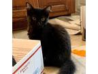 Adopt Lady Bug a All Black Domestic Mediumhair / Mixed cat in Candler