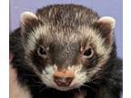 Adopt Ivy a Brown or Chocolate Ferret small animal in Phoenix, AZ (39030259)