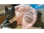 Adopt Enigma a Gray or Blue Domestic Shorthair / Mixed (short coat) cat in Mount