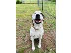 Adopt Honey a Pit Bull Terrier, Labrador Retriever