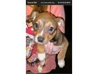 Adopt Faith a Jack Russell Terrier, Beagle