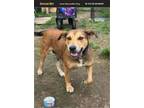 Adopt Brownie a American Staffordshire Terrier, Labrador Retriever