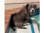 Adopt Palermo Sicily Water Boy a Brown/Chocolate Pit Bull Terrier dog in Twin