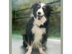 Adopt Willow a Black Australian Shepherd / Mixed dog in Casa Grande