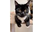 Adopt Star a Black & White or Tuxedo Domestic Mediumhair (medium coat) cat in