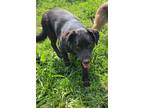 Adopt Mack a Black Australian Cattle Dog / Labrador Retriever / Mixed dog in