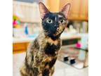 Adopt Lunchbox a All Black Domestic Shorthair / Mixed cat in Wichita