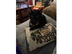 Adopt Sally a Tortoiseshell Domestic Shorthair (short coat) cat in Media