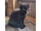 Adopt Elara a All Black Domestic Shorthair / Mixed (short coat) cat in