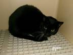 Adopt Pennywise a Domestic Short Hair