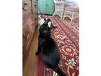 Adopt Ivy a All Black Domestic Shorthair / Mixed cat in Lutherville