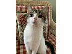 Adopt June a White (Mostly) Domestic Shorthair / Mixed cat in Lutherville