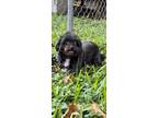 Adopt Muffin a Shih Tzu / Mixed dog in Davie, FL (39039487)
