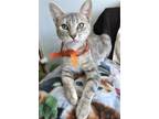 Adopt Misty a Gray, Blue or Silver Tabby Domestic Shorthair / Mixed (short coat)