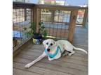 Adopt Winston a White - with Tan, Yellow or Fawn Great Pyrenees / Mixed dog in