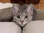 Adopt Advil a Tortoiseshell Domestic Shorthair / Mixed (short coat) cat in