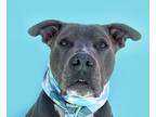 Adopt Russell-ADOPT Me! a Gray/Silver/Salt & Pepper - with White Pit Bull