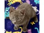 Adopt BOOMER a Gray or Blue Domestic Shorthair (short coat) cat in Delray Beach