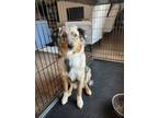 Adopt Zeus a Brown/Chocolate - with Black Australian Shepherd / Mixed dog in