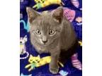 Adopt BANGER a Gray or Blue Domestic Shorthair (short coat) cat in Delray Beach