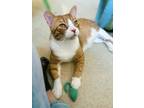 Adopt Mr. Boots a Domestic Short Hair