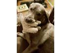 Adopt Brooke a Gray/Blue/Silver/Salt & Pepper Labrador Retriever / Mixed dog in