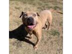 Adopt ELM a Shar-Pei, Pit Bull Terrier