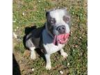 Adopt BRICK a Pit Bull Terrier