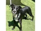 Adopt Winnie a Black - with White Mixed Breed (Large) / Mixed Breed (Medium) /