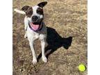 Adopt HUXLEY a Pit Bull Terrier, Australian Cattle Dog / Blue Heeler