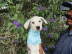 Adopt Romi a Havanese / Mixed dog in Carlsbad, CA (39006424)