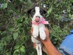 Adopt sweety a Mixed Breed (Medium) / Mixed dog in Carlsbad, CA (39033041)