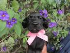 Adopt Golden Puppy a Golden Retriever / Mixed dog in Carlsbad, CA (38948333)