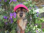 Adopt Suzy a Standard Schnauzer / Terrier (Unknown Type, Medium) / Mixed dog in