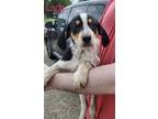 Adopt Lady2 MEET 9/22 a Tricolor (Tan/Brown & Black & White) Hound (Unknown