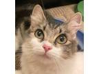Adopt Rosella (bonded w/ Bud) a Gray or Blue (Mostly) Domestic Shorthair / Mixed