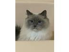 Adopt Niko a White (Mostly) Ragdoll / Mixed (long coat) cat in Fairport
