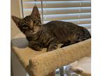 Adopt Kevin a Gray, Blue or Silver Tabby Domestic Shorthair / Mixed (short coat)
