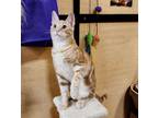 Adopt Finnegan a Orange or Red Domestic Shorthair / Mixed (short coat) cat in