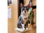 Adopt Sampson a Gray or Blue (Mostly) Domestic Shorthair / Mixed (short coat)