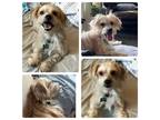 Adopt Marty a Tan/Yellow/Fawn Shih Tzu / Mixed dog in Houston, TX (38929365)